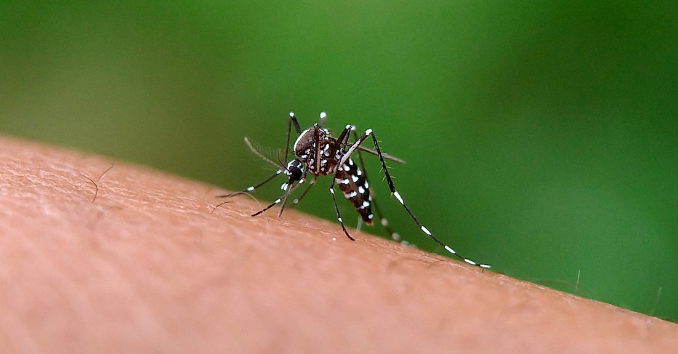 Aedes aegypti, transmissor da Chikungunya