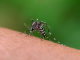 Aedes aegypti, transmissor da Chikungunya