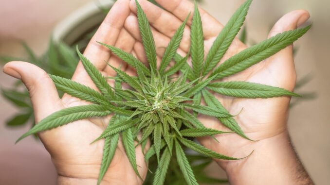 marijuana-leaf-5315561_1280